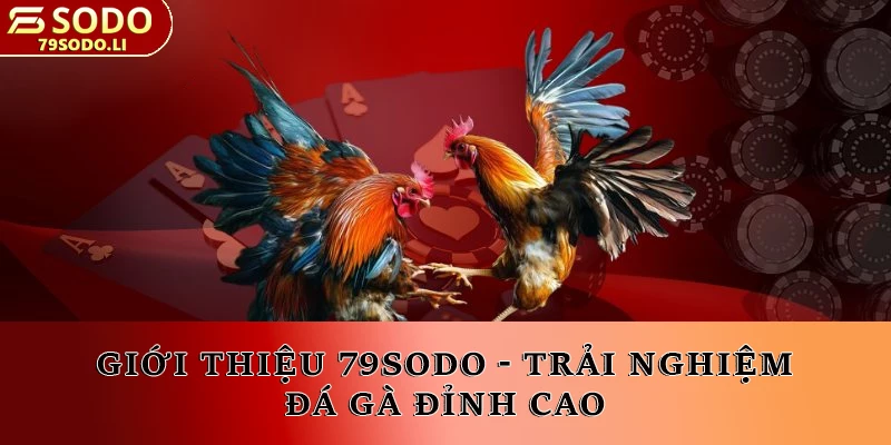 Giới thiệu 79SODO - Trải nghiệm đá gà đỉnh cao